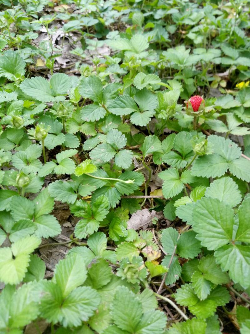 蛇莓苗宿根植物中药材工程绿化苗基地直发