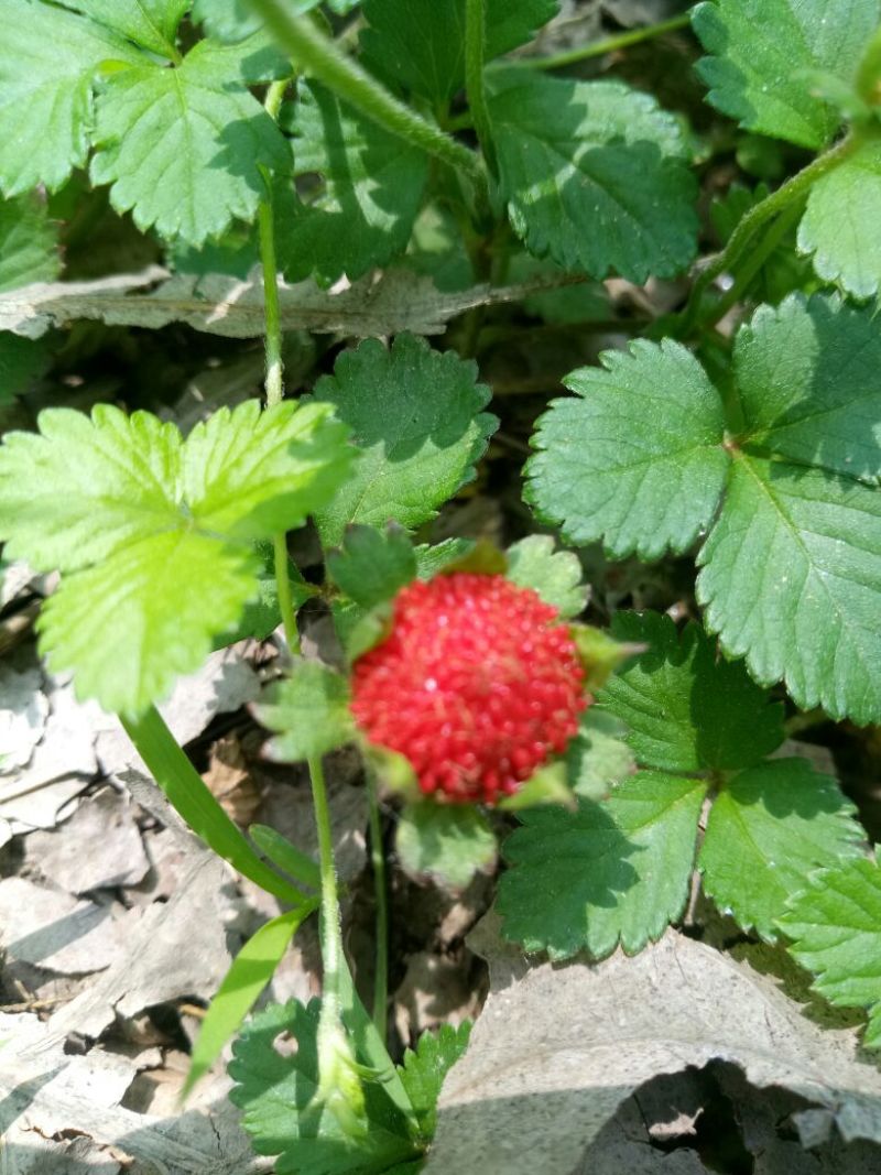 蛇莓苗宿根植物中药材工程绿化苗基地直发