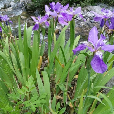 5o公分高，开花期成年苗