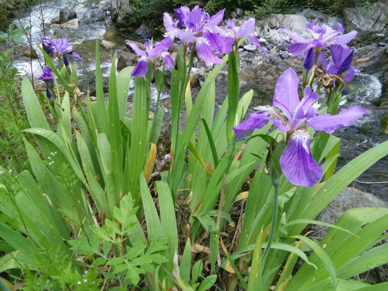 5o公分高，开花期成年苗