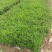 水腊50~80cm