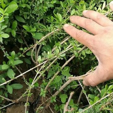 水腊50~80cm
