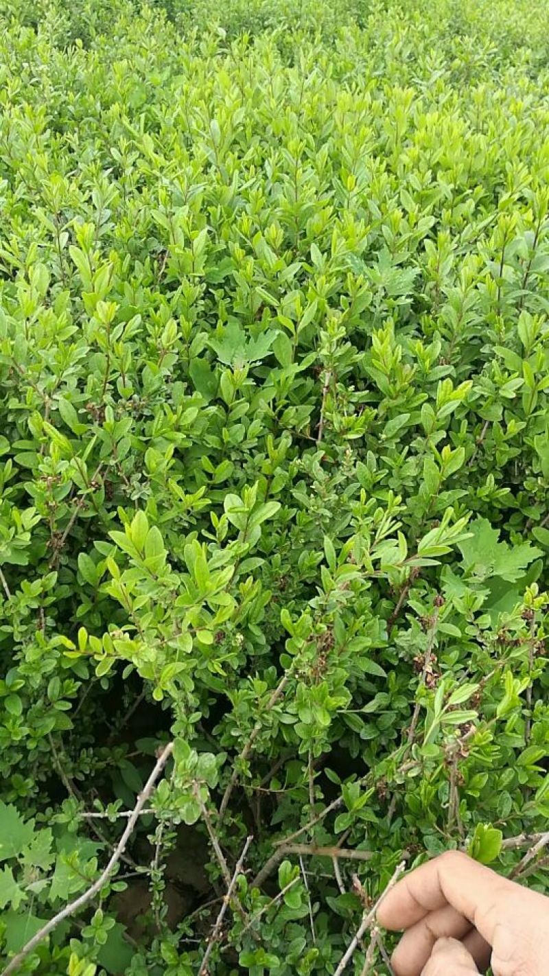 水腊50~80cm
