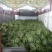 京欣西瓜5斤打底8成熟1茬