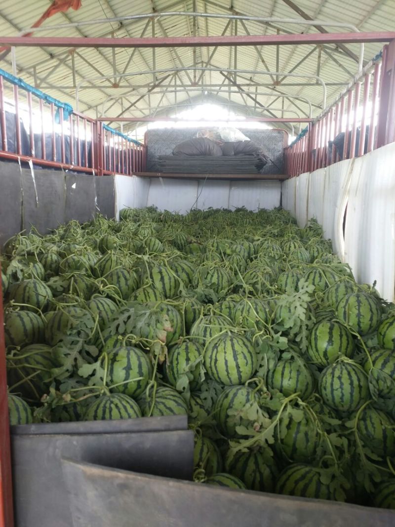 京欣西瓜5斤打底8成熟1茬