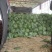 京欣西瓜5斤打底8成熟1茬