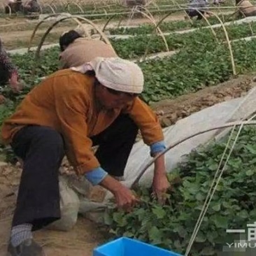 红薯苗
