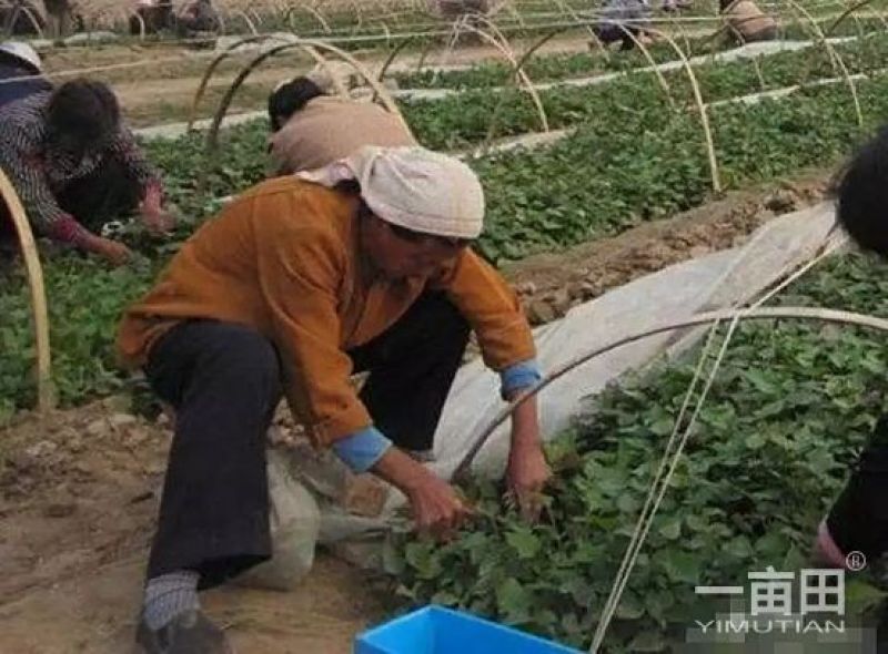 红薯苗