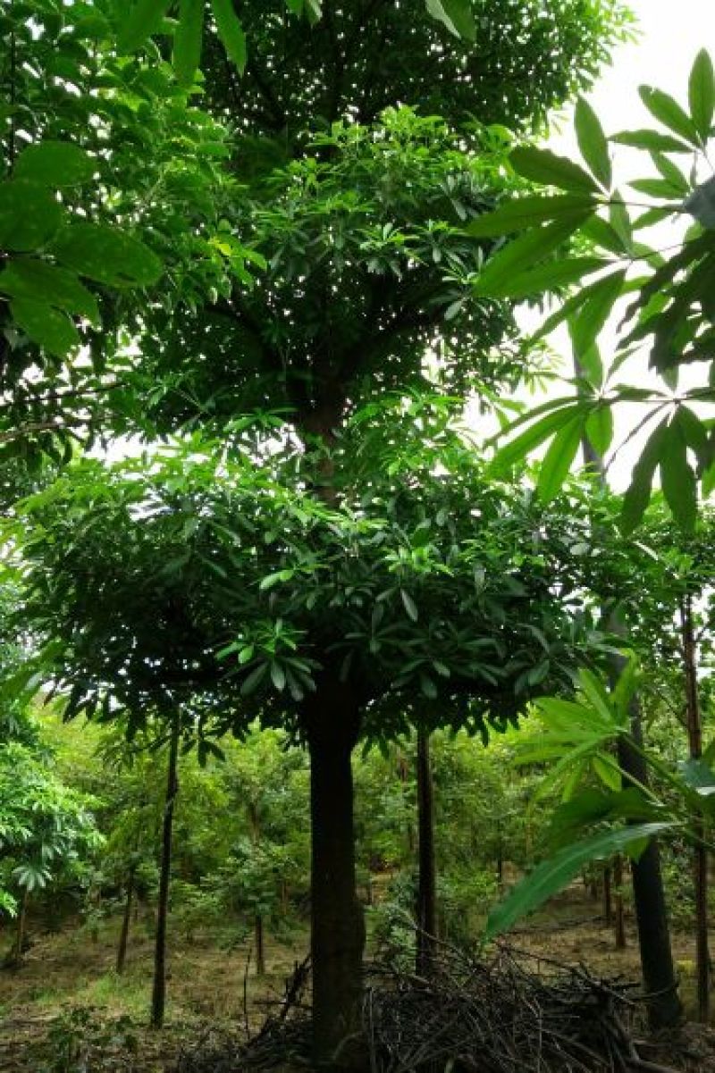 大量出售，香樟，盆架子，重阳木，凤凰木等