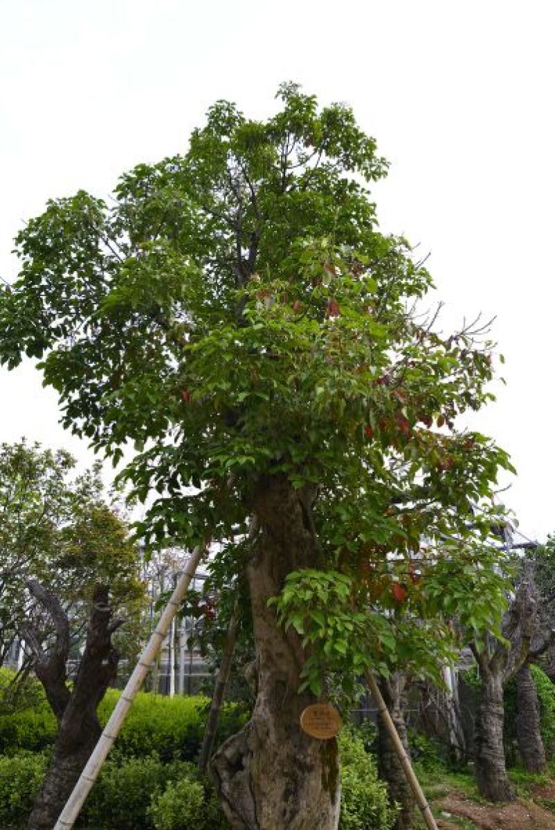 大量出售，香樟，盆架子，重阳木，凤凰木等