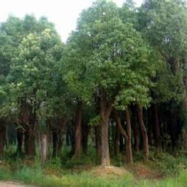 大量出售，香樟，盆架子，重阳木，凤凰木等