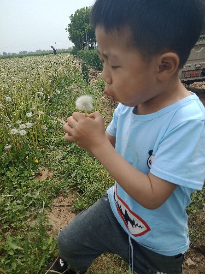 蒲公英籽