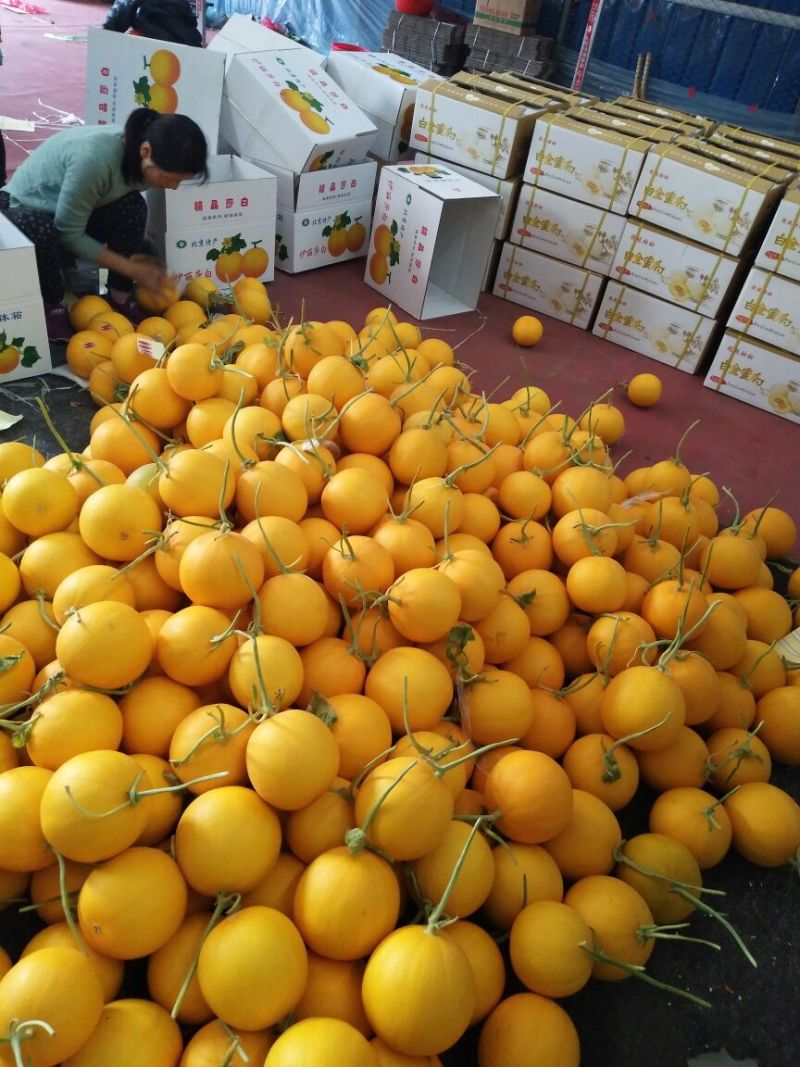 伊丽莎白甜瓜1.5斤以上精品，产地直供