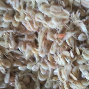 蹦虾（勾虾）麻辣加工，炸货，小吃添加