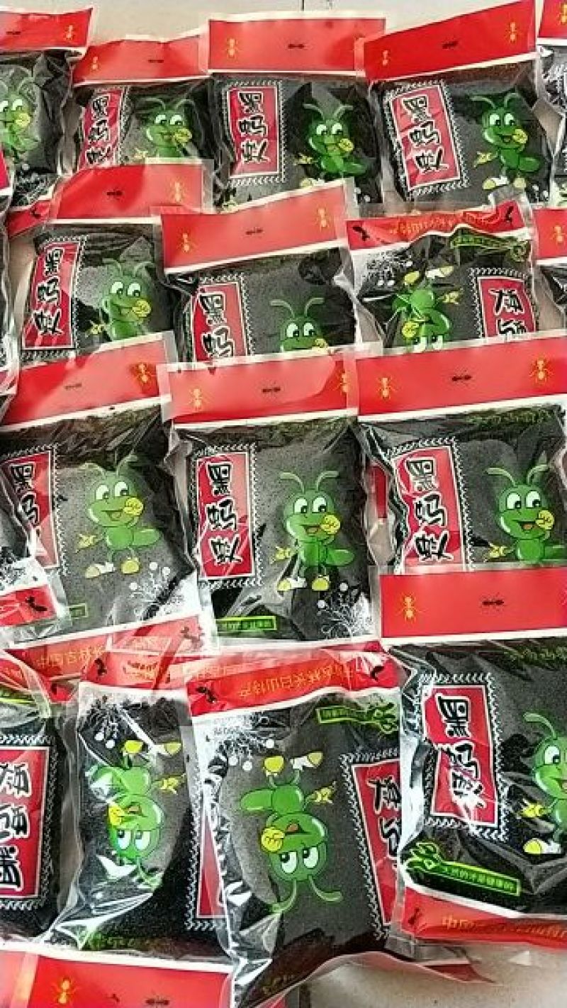 野生黑蚂蚁