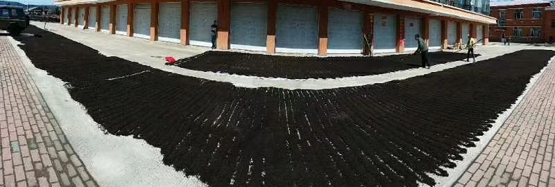 野生黑蚂蚁