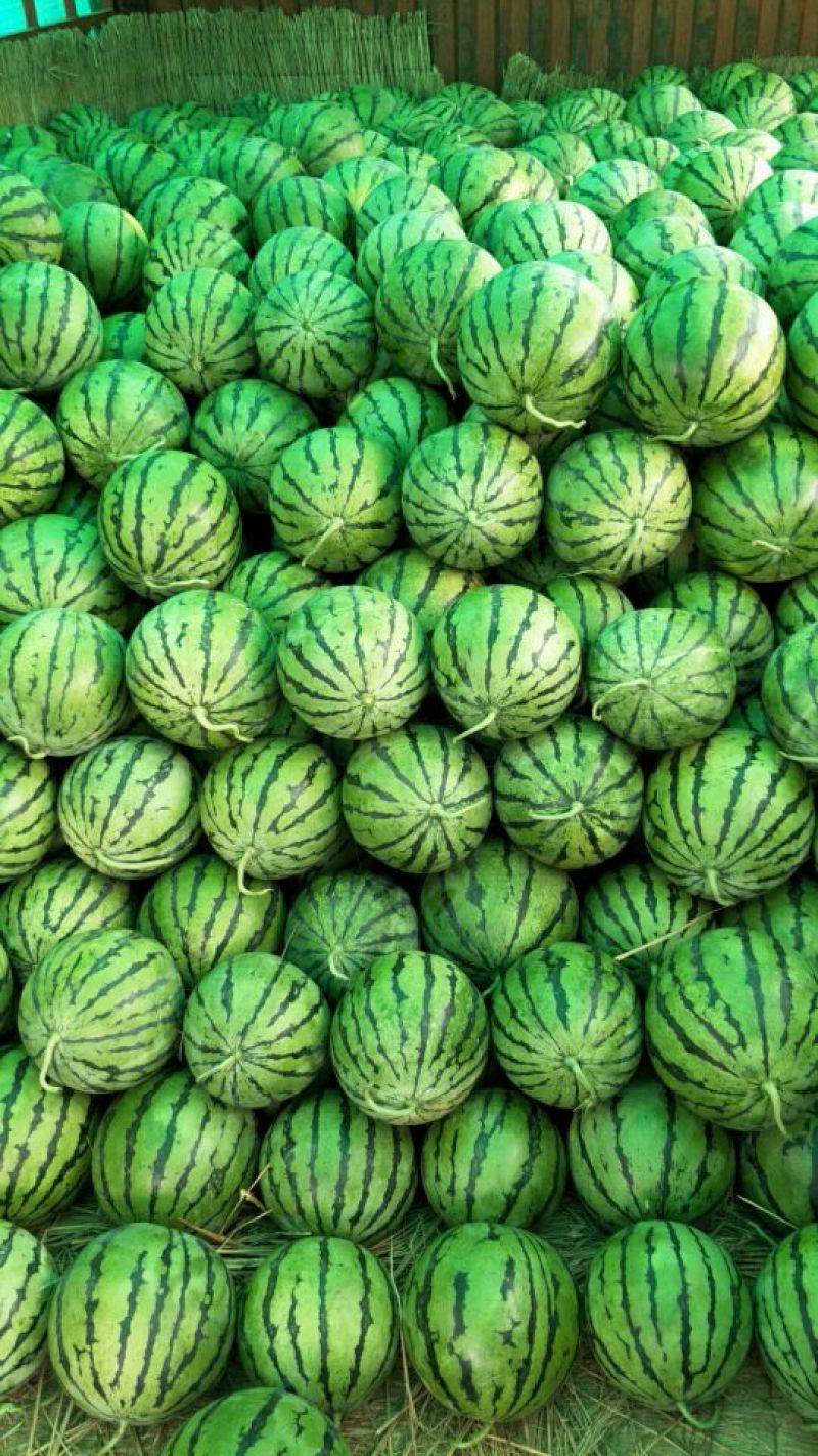 甜王西瓜🍉承接全国代办代发