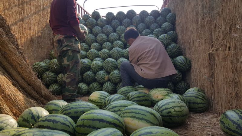 甜王西瓜🍉承接全国代办代发
