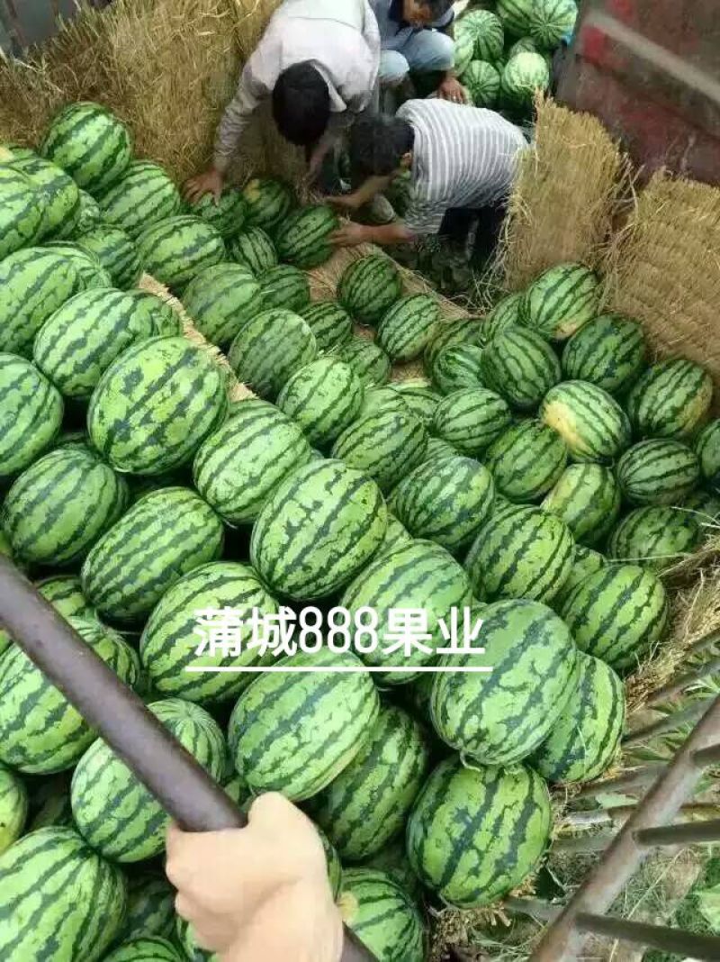 甜王西瓜🍉承接全国代办代发