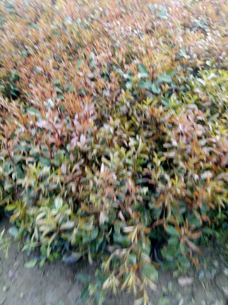 大杯红叶石楠，红叶石楠营养袋苗