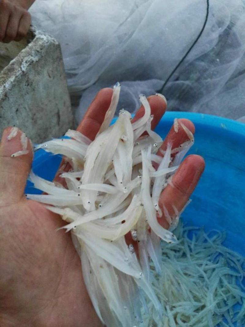 银鱼冰鲜鱼小银鱼