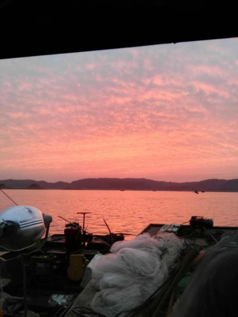 银鱼冰鲜鱼小银鱼