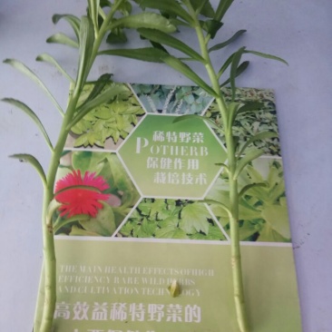 三七养心菜扦插苗粗壮茎苗，