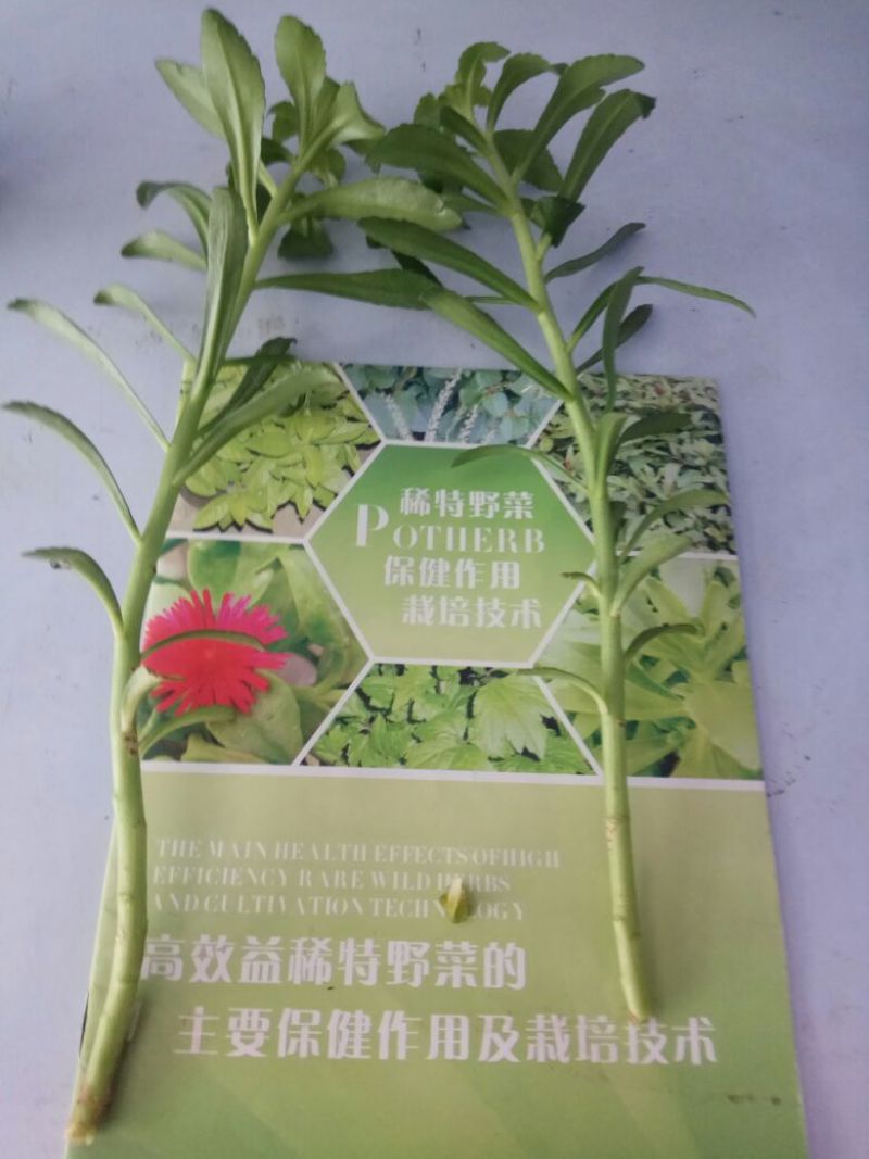 三七养心菜扦插苗粗壮茎苗，