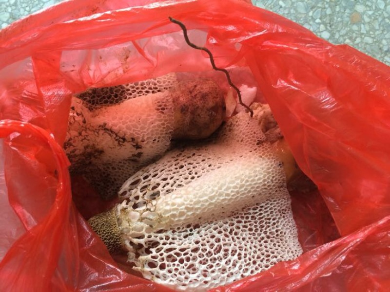 长裙竹荪竹林野生的