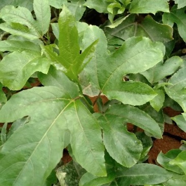 黄金百香果苗10cm以下