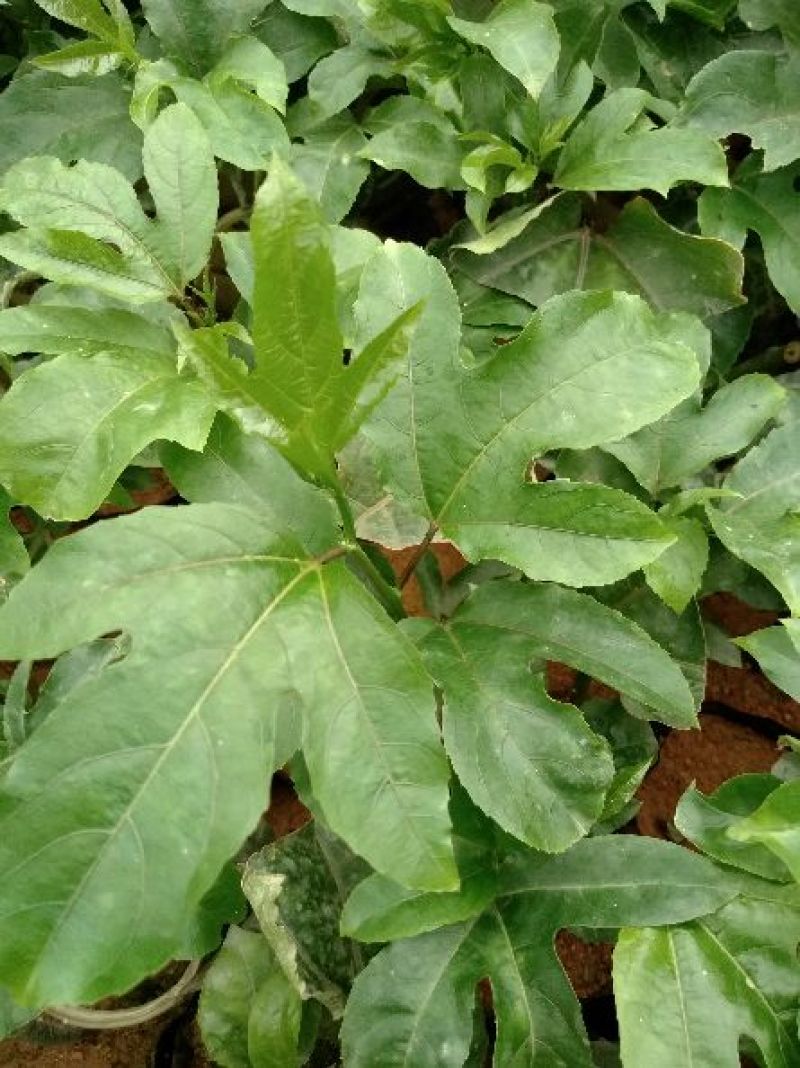 黄金百香果苗10cm以下