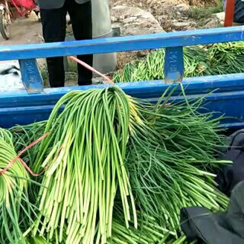 金乡红毛蒜薹-大量供应