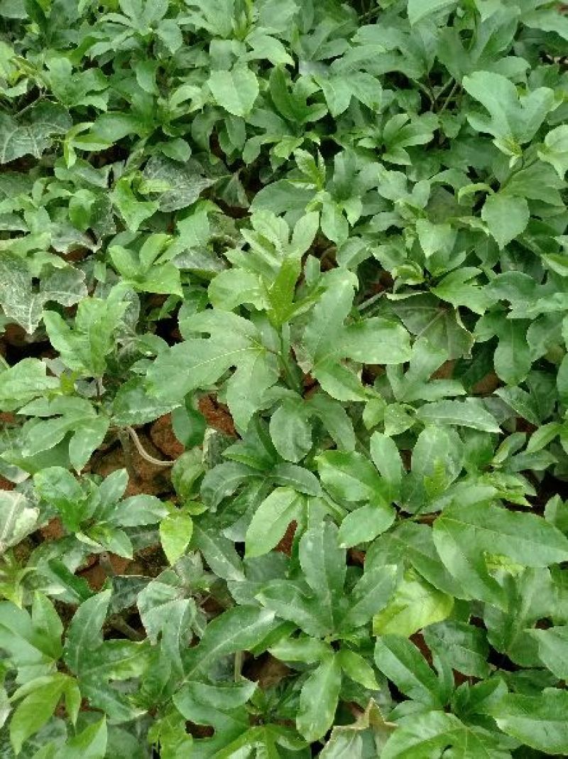 黄金百香果苗10cm以下