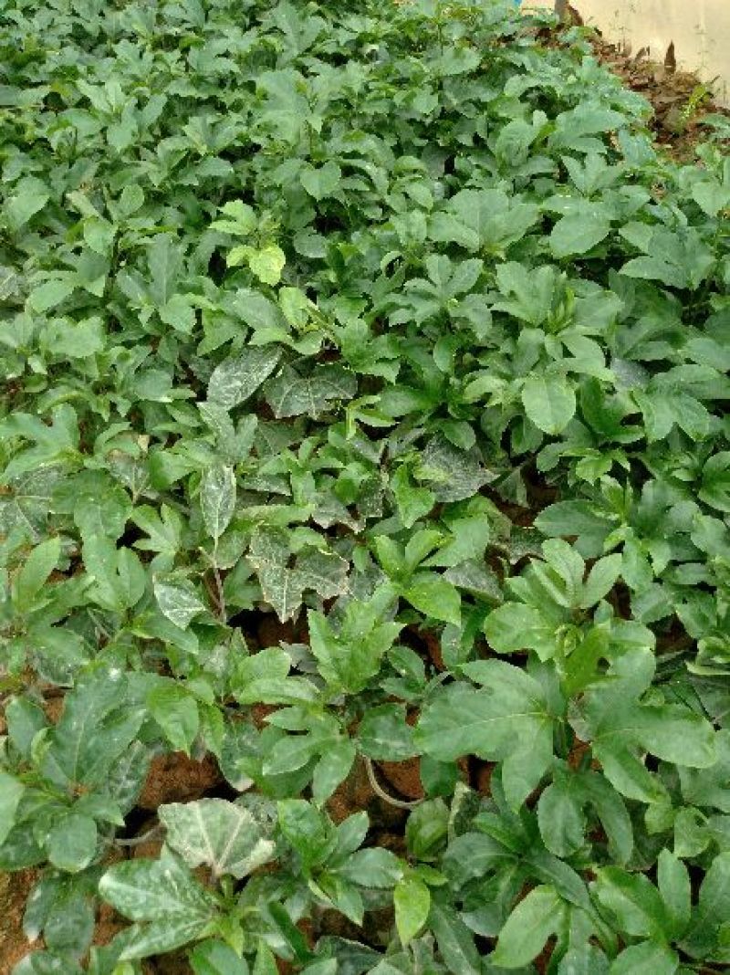 黄金百香果苗10cm以下
