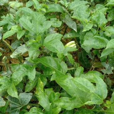百香果苗10cm以下