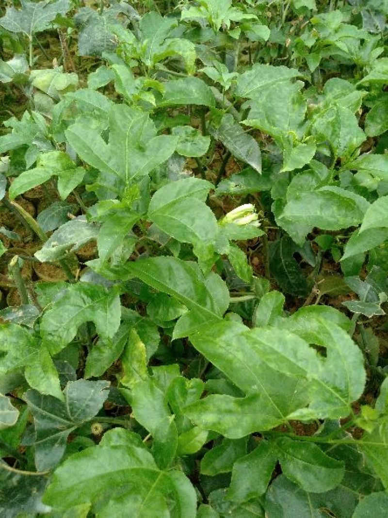 百香果苗10cm以下