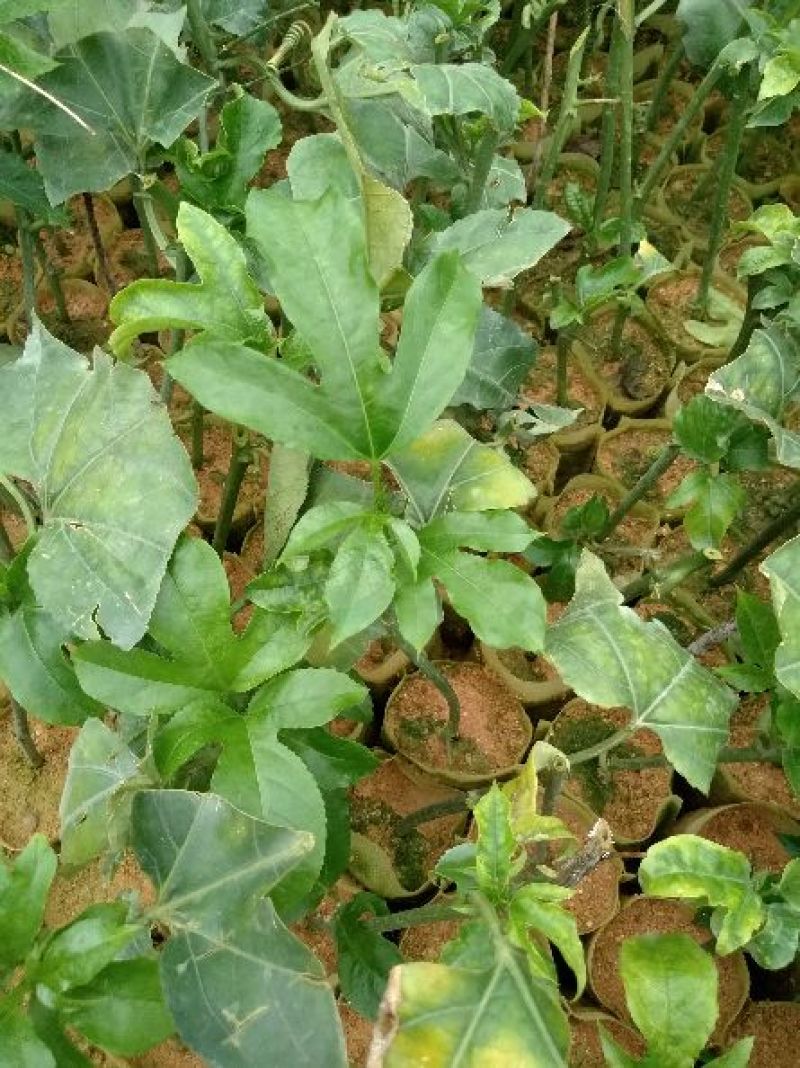 百香果苗10cm以下