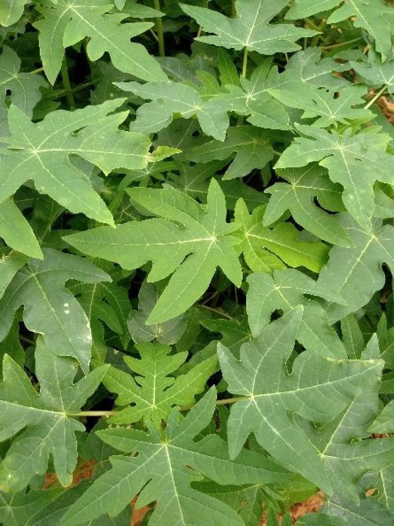 木瓜树苗10cm以下