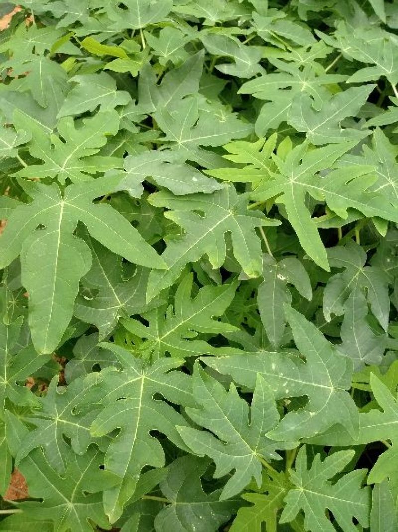 木瓜树苗10cm以下