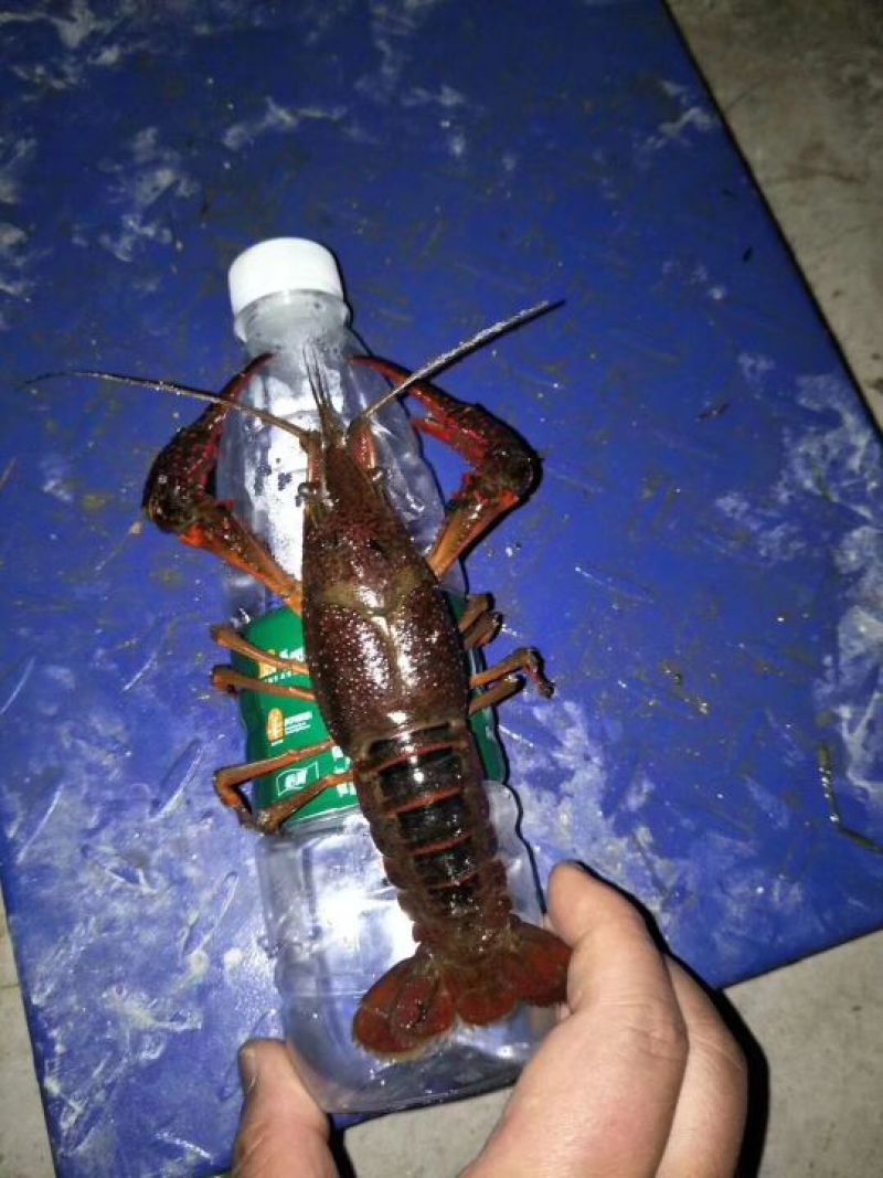 成虾人工养殖