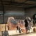 肉马300~400kg