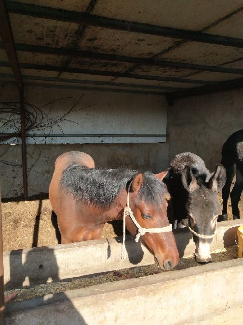肉马300~400kg