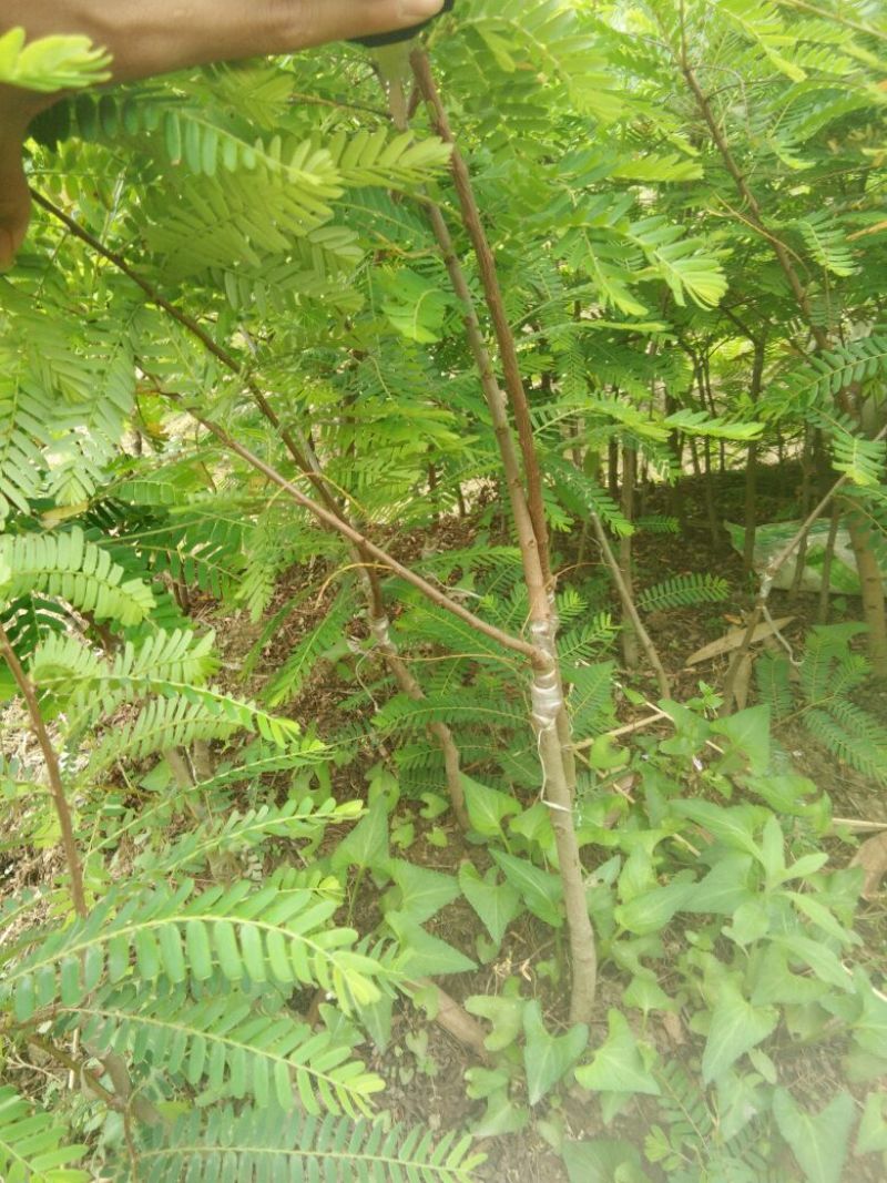 余甘果苗牛甘果树苗