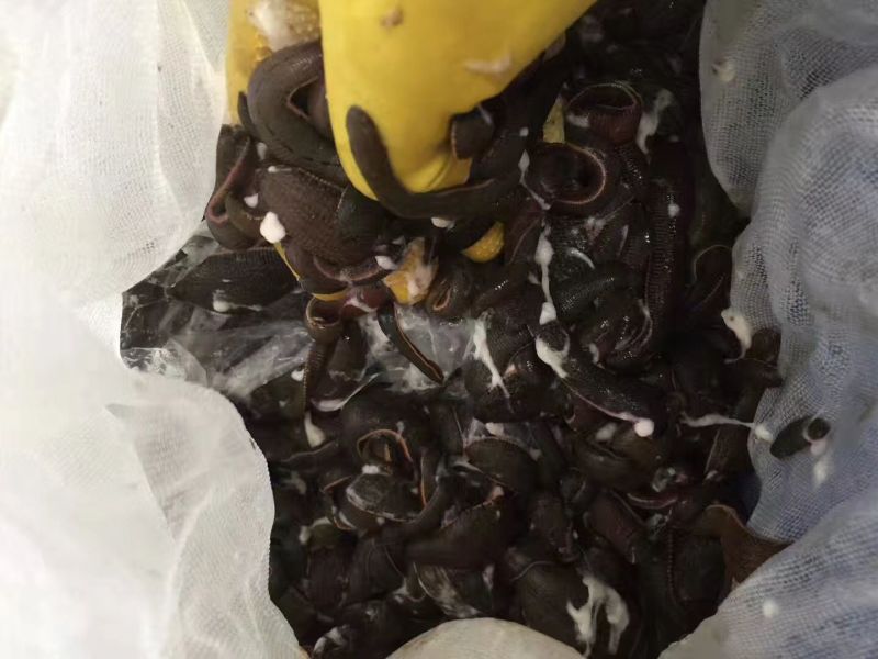 宽体金线蛭药用