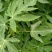 木瓜树苗10cm以下