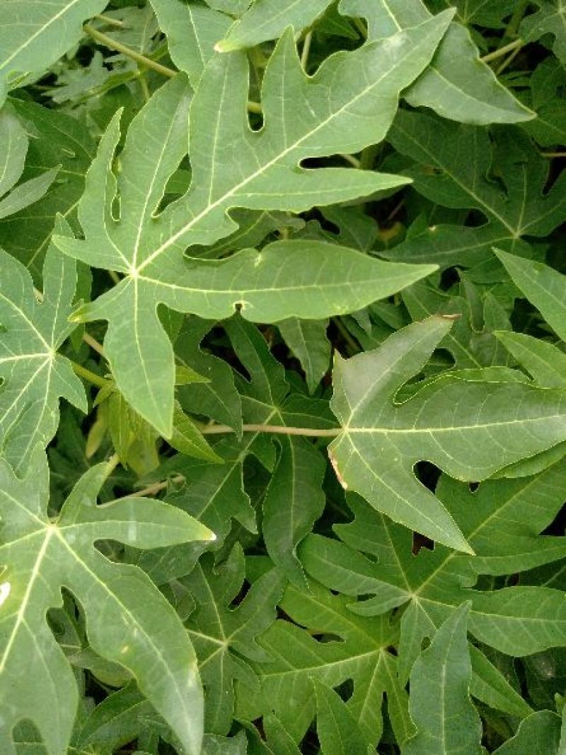 木瓜树苗10cm以下
