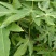 木瓜树苗10cm以下