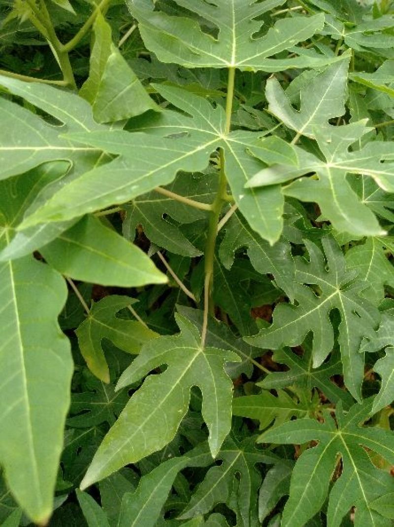 木瓜树苗10cm以下