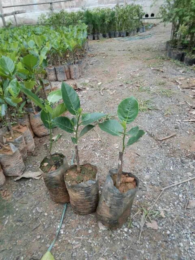 菠萝蜜苗泰国红肉菠萝蜜五号马来西亚一号品种齐全