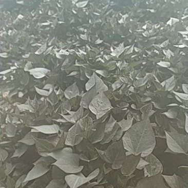 早丰红薯苗